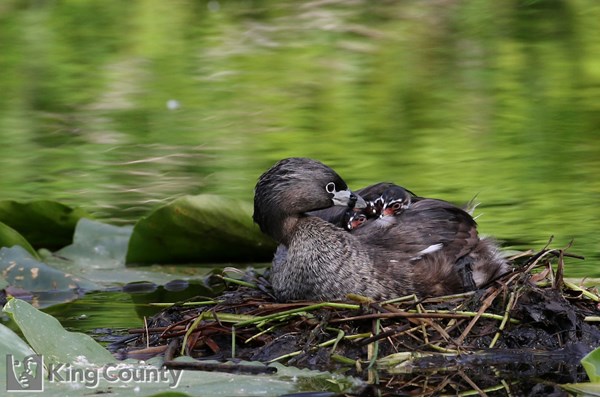 Photo of Podilymbus podiceps